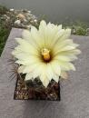 Coryphantha palmeri